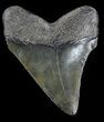 Juvenile Megalodon Tooth - South Carolina #49979-1